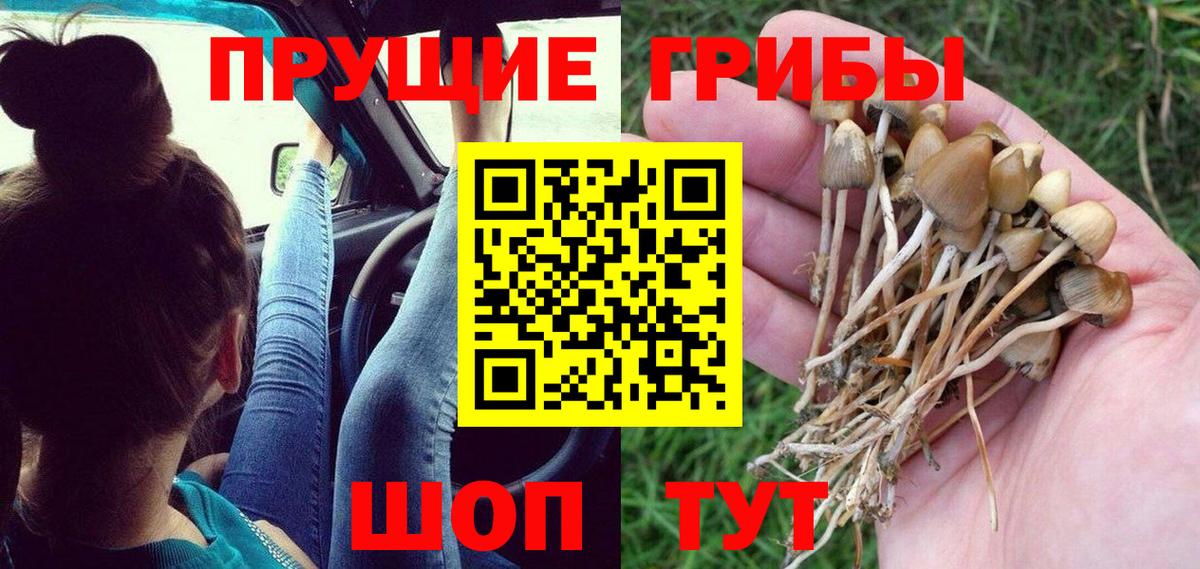 Псилоцибиновые грибы Cubensis Нефтекумск